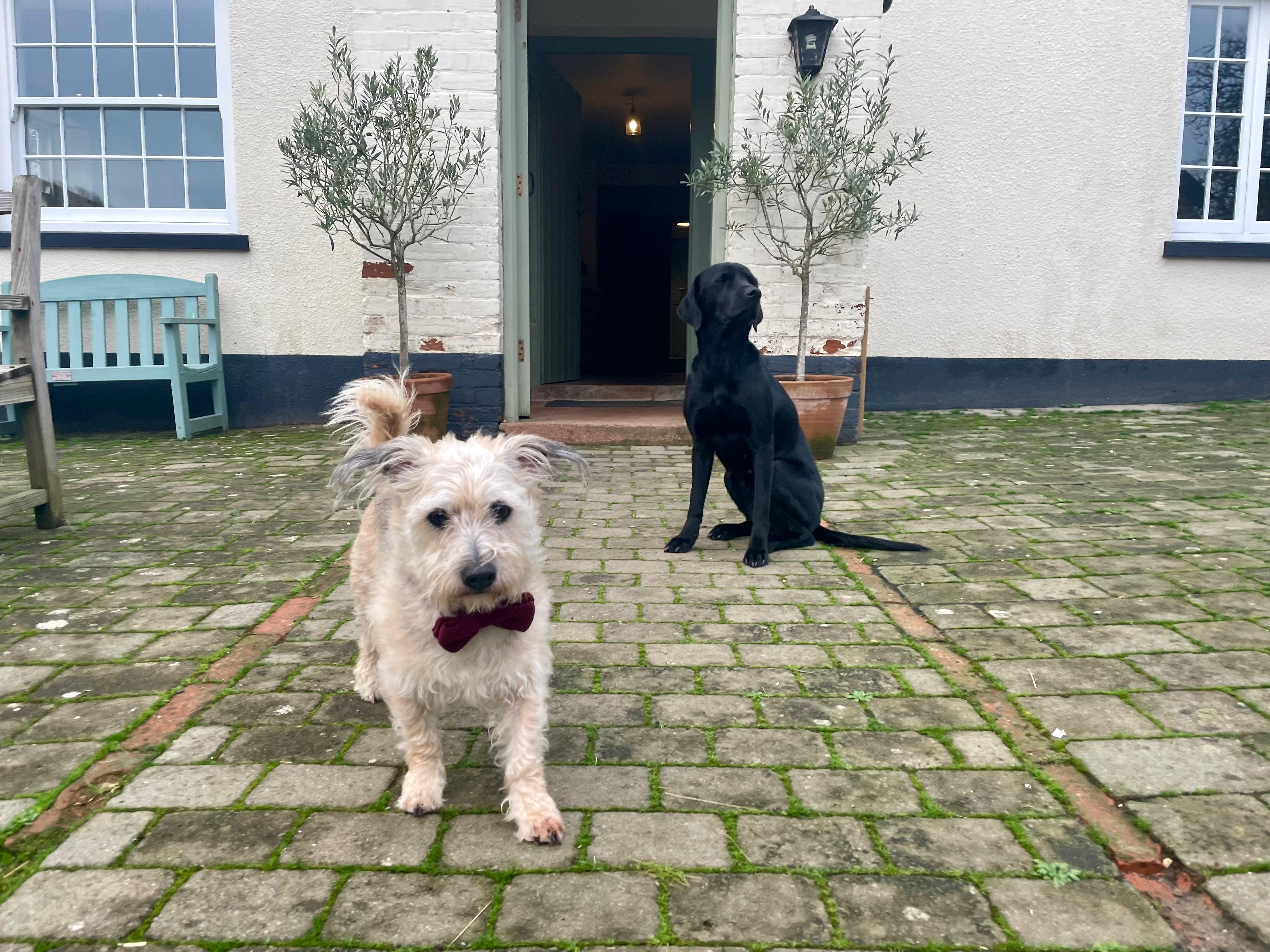 Dogs at the farmhouse